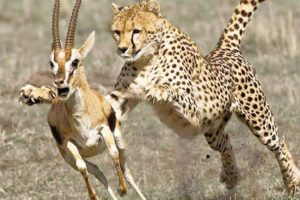 Most Amazing Moments Of Wild Animal Fights - Best Hunting Scenes