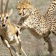 Most Amazing Moments Of Wild Animal Fights - Best Hunting Scenes