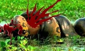 Most Amazing Wild Animal Attacks #7 - CRAZIEST Animal Fights - lion, tiger, Anaconda, Croc