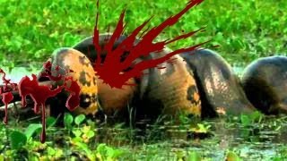 Most Amazing Wild Animal Attacks #7 - CRAZIEST Animal Fights - lion, tiger, Anaconda, Croc