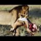 Most Amazing Wild Animal Attacks - Dangerous Animal Fights Caught On Camera