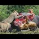 Most Amazing Wild Animal Attacks  Lion vs Elephant - Animal Fights يجب مشاهدته