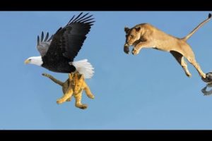 Most Deadly EAGLE Attacks 2019 - Most Amazing Moments Of Wild Animal Fights