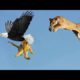 Most Deadly EAGLE Attacks 2019 - Most Amazing Moments Of Wild Animal Fights
