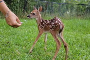 Most Funny and Cute Baby Deer Videos Compilation (2018)