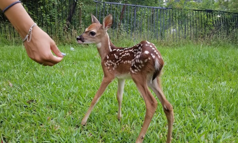 Most Funny and Cute Baby Deer Videos Compilation (2018)