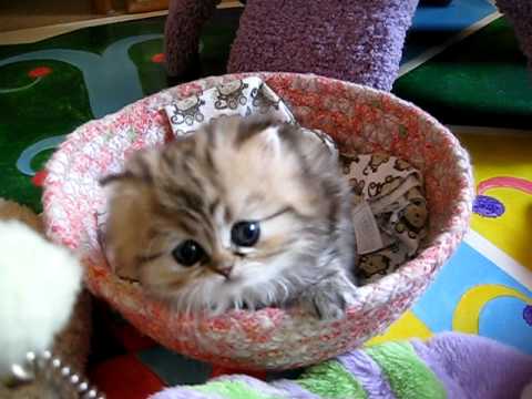 Most Innocent Kitten Alive - The Original (India - 07.25.11)