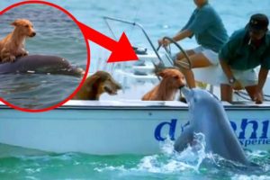 Most UNBELIEVABLE Dolphin Rescue Stories!