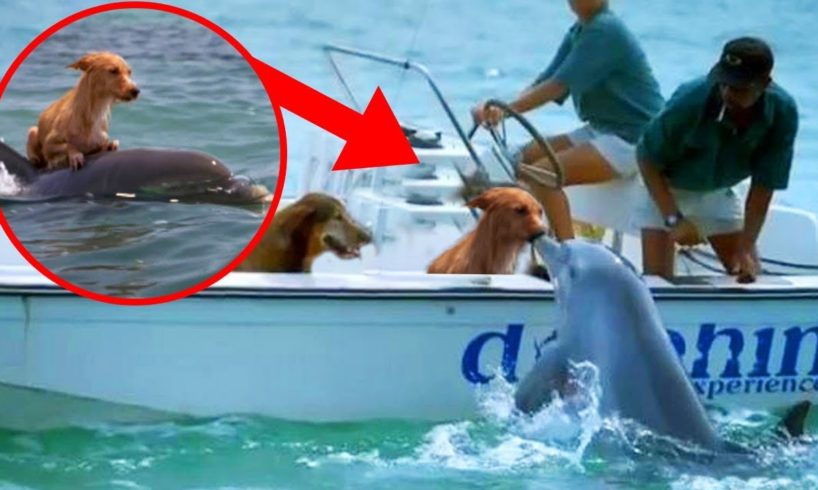 Most UNBELIEVABLE Dolphin Rescue Stories!