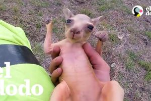 Motociclista rescata canguro bebé | El Dodo