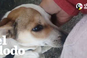 Mujer rescata perros abandonados en la basura | El Dodo