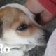 Mujer rescata perros abandonados en la basura | El Dodo