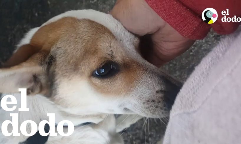 Mujer rescata perros abandonados en la basura | El Dodo