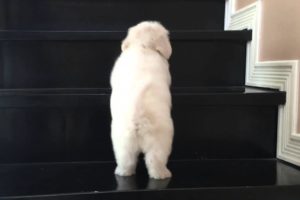 My cute maltese puppy learning to climb the stairs
