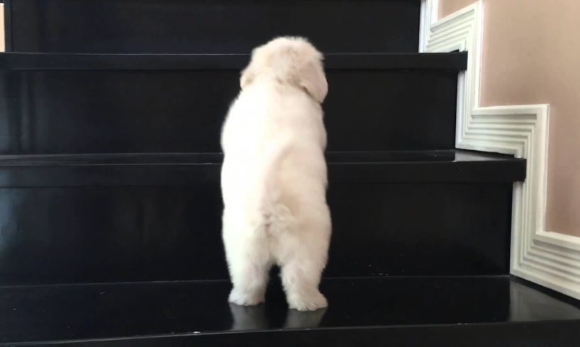 My cute maltese puppy learning to climb the stairs
