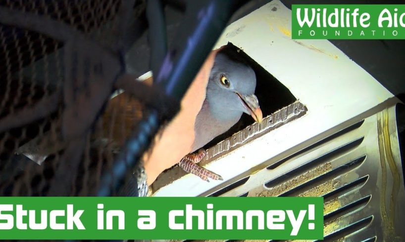Mystery visitor rescued from house chimney! - Animal rescue