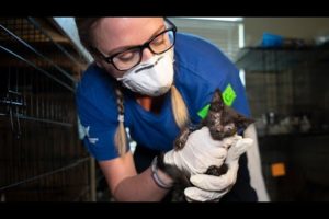 Nearly 200 animals rescued from Killeen home