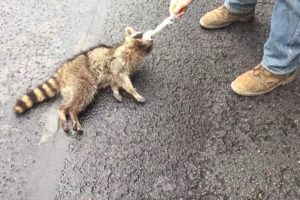 Neighbors rescue a Raccoon sentenced to death by hanging