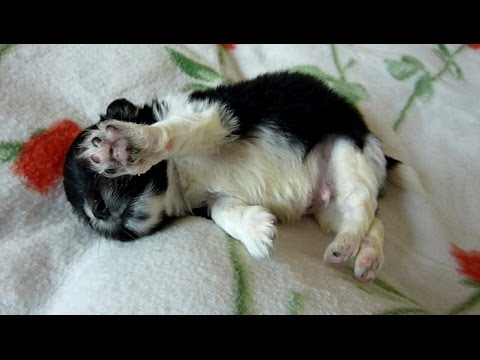 Newborn Puppy Found on the Sidewalk - Joy’s Happy Ending Story