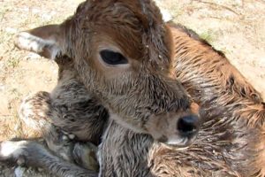 Newborn calf dumped still wet with afterbirth rescued