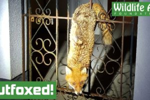 Not so cunning! - Fox trapped in a fence (Animal rescue)