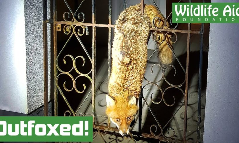 Not so cunning! - Fox trapped in a fence (Animal rescue)