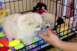 OMG Cutest Puppies Ever - TeaCup Pomeranian Los Angeles