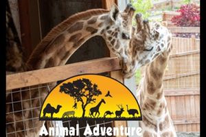 Oliver & Johari Giraffe Cam - Animal Adventure Park