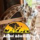 Oliver & Johari Giraffe Cam - Animal Adventure Park
