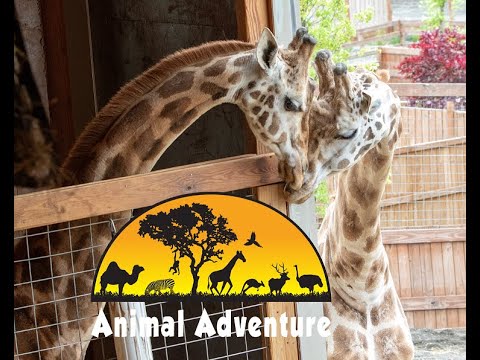 Oliver & Johari Giraffe Cam - Animal Adventure Park