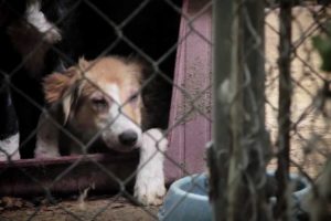 Operation Freedom Part 2 (89 more animals rescued)