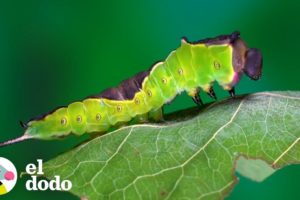 Oruga tiene una transformación maravillosa | El Dodo