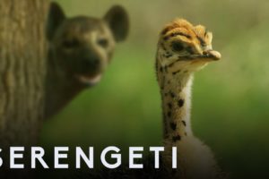 Ostrich Vs Zalika the Hyena | Serengeti: Story Told by John Boyega | BBC Earth