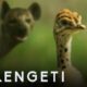 Ostrich Vs Zalika the Hyena | Serengeti: Story Told by John Boyega | BBC Earth