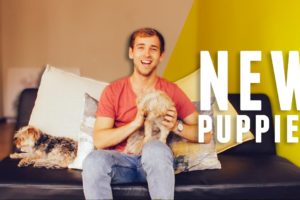 Our NEW Office Has Cute Puppies | South African Entrepreneur
