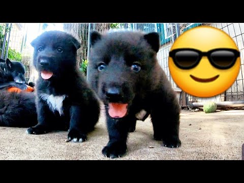 Outside with Pack - Puppies 1st Time - 28 Days Old