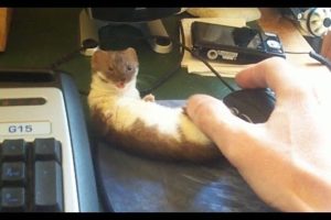 Ozzy the adorable desk weasel.