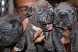 PITBULL PUPPY UPDATE! How are they now?