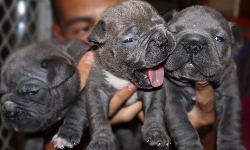 PITBULL PUPPY UPDATE! How are they now?