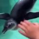 Penguin Plays With Boy's Hand At Zoo (Storyful, Wild Animals)