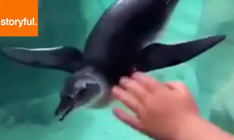 Penguin Plays With Boy's Hand At Zoo (Storyful, Wild Animals)