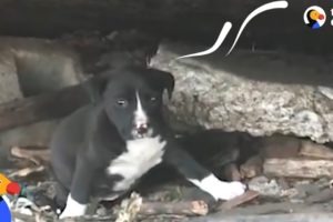 People Keep Trying To Rescue Stray Dog And Her Litter | The Dodo