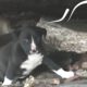 People Keep Trying To Rescue Stray Dog And Her Litter | The Dodo