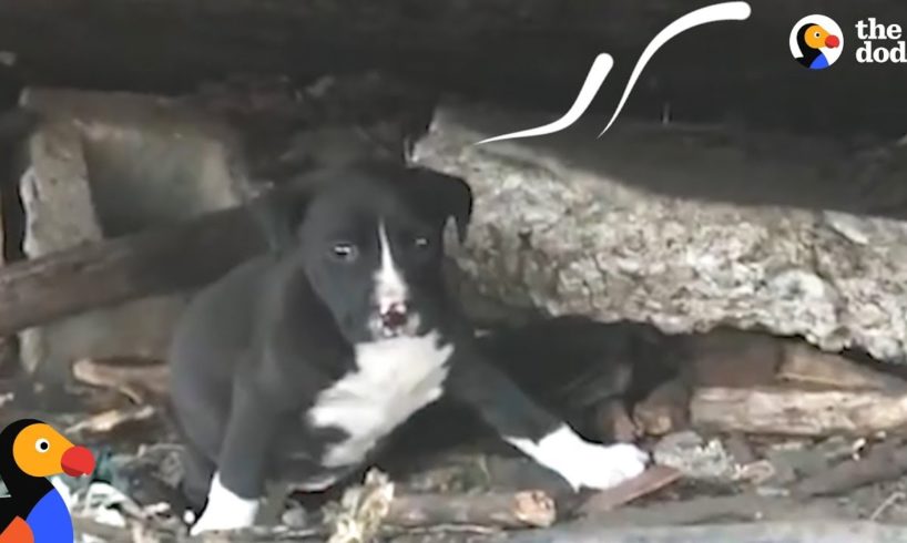 People Keep Trying To Rescue Stray Dog And Her Litter | The Dodo