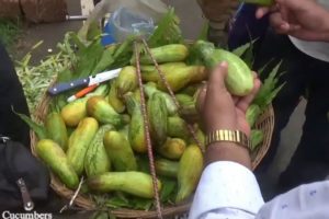 People are Crazy to Eat Healthy Cucumber | Huge Selling Common Street Food India