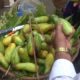 People are Crazy to Eat Healthy Cucumber | Huge Selling Common Street Food India