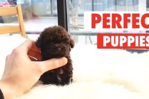 Perfect Puppies | Cute Puppy Video Compilation