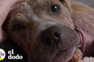 Perrita callejera llena de garrapatas cambia completamente | El Dodo