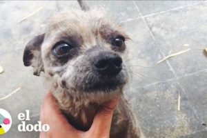 Perro crece un pelaje totalmente nuevo | El Dodo
