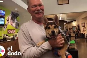 Perro regresa con el bombero que le salvó la vida | El Dodo